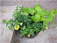 160007b5-Surfinija i batat ukrasni.jpg